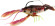 Clackin Crayfish River2Sea