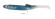 raglou 3d RAGOT GREEN MACKEREL