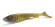 Wolfcreek Shad